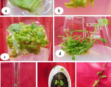 Genetic fidelity, ISSR, Leaf explants, n              Kedrostis foetidissiman            , Shoot regeneration