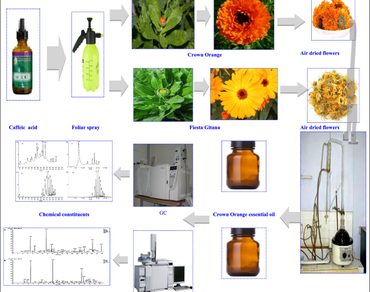 Crown Orange, Fiesta Gitana, Phenolic compounds, Sandy soil, Volatile components