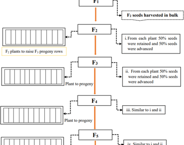 Genetics of yield contributing traits with emphasis on seed traits in segregating generations of chickpea (Cicer arietinum L.) 