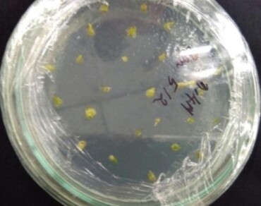 Cryopreservation of shoot meristems of Baliospermum montanum (Willd.) Muell. Arg. for long-term conservation and sustainable utilization