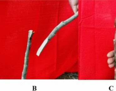 Wedge and side grafting: a boon for mass multiplication of jackfruit (Artocarpus hetrophylus L.) plants under subtropical humid condition 