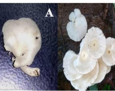 Assessment of antibacterial activities of mycelium and exopolysaccharide extract of two different Lentinus species collected from Tripura 