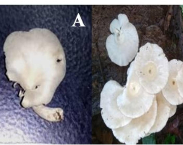 Antibacterial activity, n              Lentinus speciesn            , Mycelial extract, Exopolysaccharide extract, Pathogenic bacteria