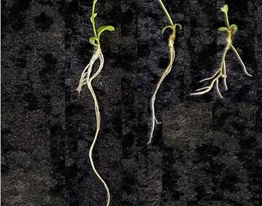 In vitro responses of Lotus corniculatus L. cultivar “Leo” to PEG‑induced drought stress 