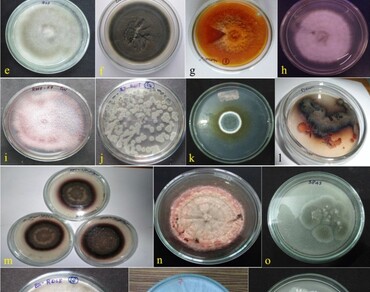 Distribution, molecular characterization and phosphate solubilization activity of culturable endophytic fungi from crop plant roots in North East (NE) India