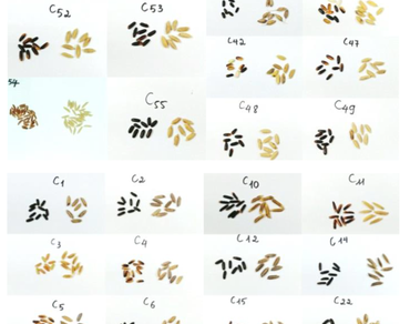 Genetic diversity, Pigmented rice, n              Kalan            , n              Rcn            , Anthocyanin content