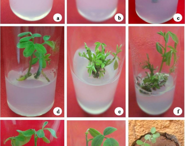 n              Indigofera barberin            , Culture media, Plant growth regulators,  In vitro culture