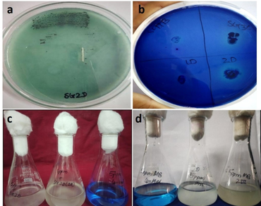Efficient decolourization of toluidine blue and methylene blue using Bacillus cereus 