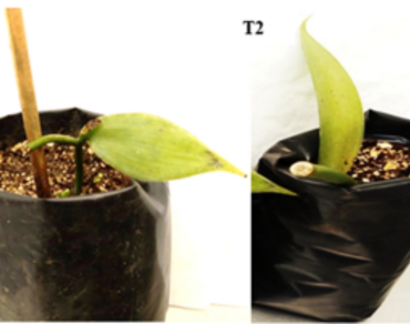 Resistance induction in Vanilla planifolia Jacks. by foliar spray of salicylic acid (SA) against Fusarium oxysporum f. sp. vanillae 