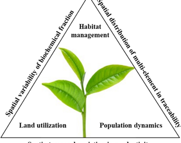 Understanding the population dynamics and spatial variability of tea plantation 