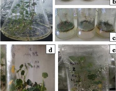 Use of PTC3 as a pathogen-growth inhibitor: comparative study with silver nanoparticles in in vitro propagation of Tropaeolum tuberosum Ruiz & Pavón “Mashua” 