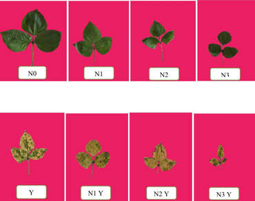 Mungbean, n              Meloidogyne incognitan            , Root-knot nematode, n              Vigna radiatan            , Yellow Mosaic Virus