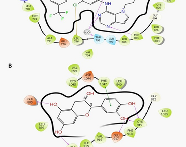 Identification of phytocompounds from Paris polyphylla Smith as potential inhibitors for HER2 & VEGFR2 cancer genes using molecular docking and molecular dynamics simulation studies