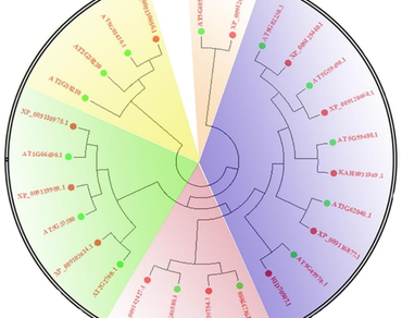 Chlorophyll, Growth indices, Indole acetic acid, Anthocyanin, n                     Brassicaceae Rapa L., Vitamin B6