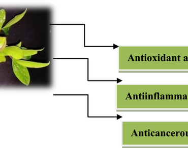 Evaluation of COX-2 production, anticancer efficacy against MCF-7 cell lines, and antioxidant activity of Garcinia conicarpa, a novel endemic species of the Western Ghats 