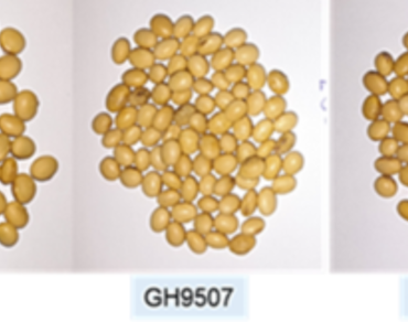 Effect of ambient room and cold temperature on seed longevity of five soybean (Glycine max L.) accessions 
