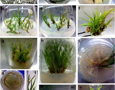 Development of rapid and genotype-independent in vitro adventitious shoot differentiation in C4 bioenergy crop Cenchrus ciliaris L. 