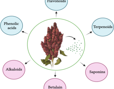 Antimicrobial potential, 
                        Chenopodium quinoa
                     , 
                        E. coli
                     , Flavonoid contents, Phenolic contents