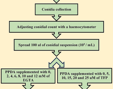 Effect of EGTA and Trifluoperazine dihydrochloride (TFP) on conidial germination of Marssonina coronaria 
