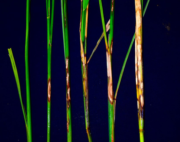 Rice, n                     Rhizoctonia solanin                  , n                     Indica genotypes, Screening, Variability