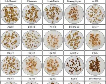Varietal identification, Grain level characterization, Physical and chemical test methods, Traditional rice, New improved rice, Sri Lankan rice