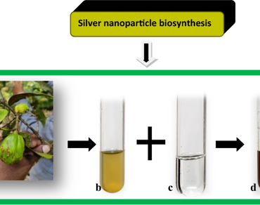 Antibacterial activity, Catalytic activity, n                     Garcinia gummi-gutta var. papillan                  , Methylene blue, n                     Pseudomonas aeruginosan                  , n                     Staphylococcus aureusn