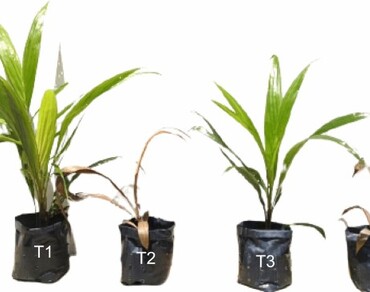 Basal stem rot, Drought, Oil palm, Peroxidase, Polyphenol oxidase, Total phenolic content