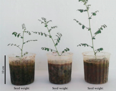 Chickpea seed mass influences agronomical performance 