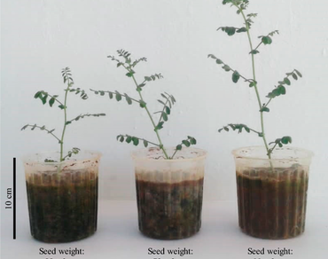 n                     Cicer arietinum L., Field performance, Seed heteromorphism, Seed size