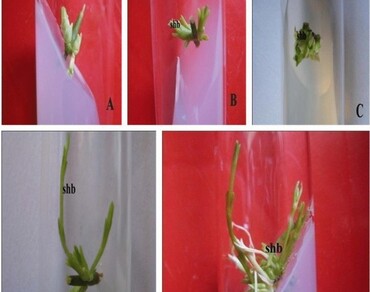 In vitro propagation of elite clone of Ephedra gerardiana: an endangered medicinal plant 