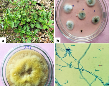Biological activities and GC-MS analysis of crude extract of an endophytic fungus Fusarium sp. F1C1 