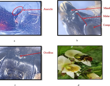 Diversity of bumble bees, their molecular analysis and first report of Bombus hypnorum L. (Hymenoptera: Apidae) from Himachal Pradesh 