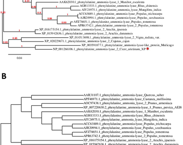 Homology modeling, n                     Cicer arietinumn                  , n                     Fusarium oxysporumn                  , Wilt disease, Phenylalanine ammonia lyase