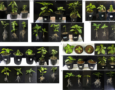 Abiotic stresses, n                     Capsicum chinensen                  , Reactive oxygen species, Antioxidant activity