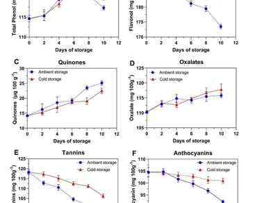 Temporal dynamics of enzyme-driven polyphenol modifications in stored eggplant (Solanum melongena L.) 