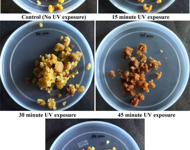 Gamma radiation, UV-C radiation, In-vitro elicitation, n                     Mucuna pruriensn                  , L-DOPA, Cell cultures