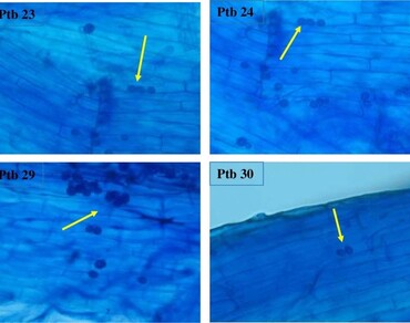 Rice, n                     Piriformospora indican                  , Water stress, Physiological traits, Antioxidant activity
