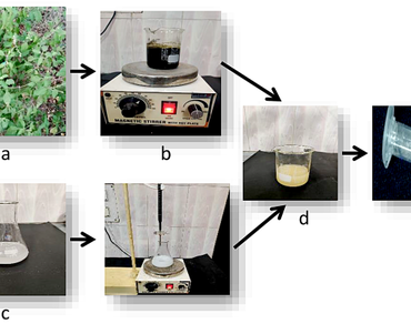 Green synthesis and characterization of nano zinc oxide and comparative study of its impact on germination and metabolic activities of Solanum lycopersicum L. and Capsicum annuum L. 