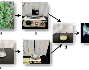 n                     Capsicum annuum L., Green synthesis, Lipid peroxidation, n                     Ocimum sanctum L., n                     Solanum lycopersicum L., Zinc oxide nanoparticles