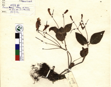 New geographical record, Flora of India, Gesneriaceae, Didymocarpus