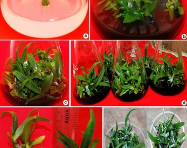 n                     Rhynchostylis retusan                  , Epiphytic orchid, Ornamental species, Micropropagation, Protocorm like bodies