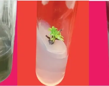 Effect of various chemical solutions on micropropagation efficiency, antioxidant activities and clonal fidelity analysis of in vitro developed plantlets in pomegranate (Punica granatum L.) using SSR markers