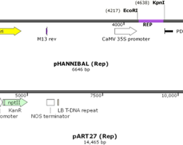 Amorphous calli, Chilli, Recalcitrant nature, Replicase gene, Plant regeneration