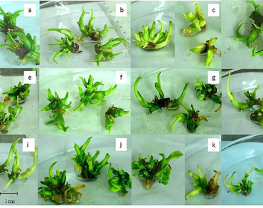 Gamma irradiation, In vitro selection, Mutagenesis, Osmolytes, Polyethylene glycol