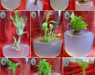 In vitro rejuvenation of nodal segment explants for clonal propagation of Rauvolfia serpentina (L.) Benth. ex Kurz 