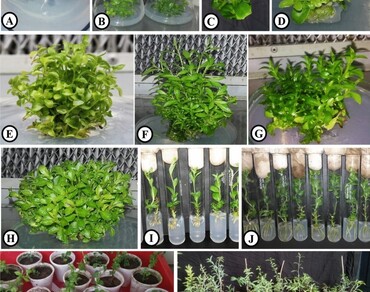 In vitro propagation and assessment of genetic fidelity of Blepharispermum subsessile DC.: an endangered medicinal plant of India 