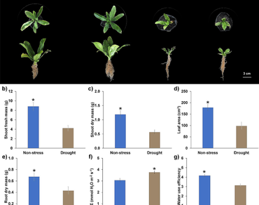 Ascorbic acid mediated mitigation of drought effects on growth, physiology, and essential oil profile in culantro (Eryngium foetidum L.) 