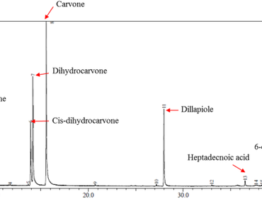 GC-MS analysis of essential oil and exploration of Anethum graveolens extracts for antimicrobial and antioxidant activity