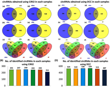 Identification and co-expression analysis of temperature responsive circRNAs in tea plant 