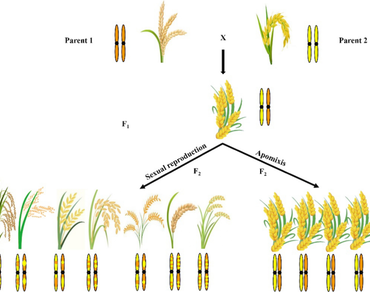 Mechanism and molecular basis of apomixis in angiosperms 